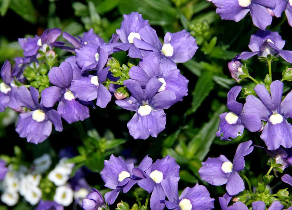 Nemesia fruticans 'Bluebird', ground cover ornamental with oval toothed green leaves and blue-purple flowers with pale yellow to nearly white eye