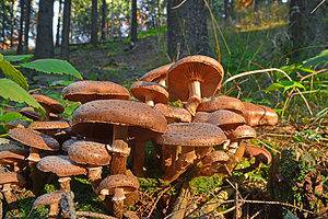 Can You Plant Mushrooms? Picture
