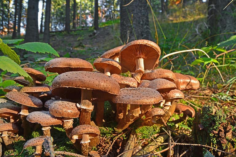 armillaria ostoyae solidipes mushroom cluster