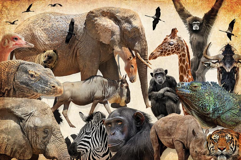 Collage of animals