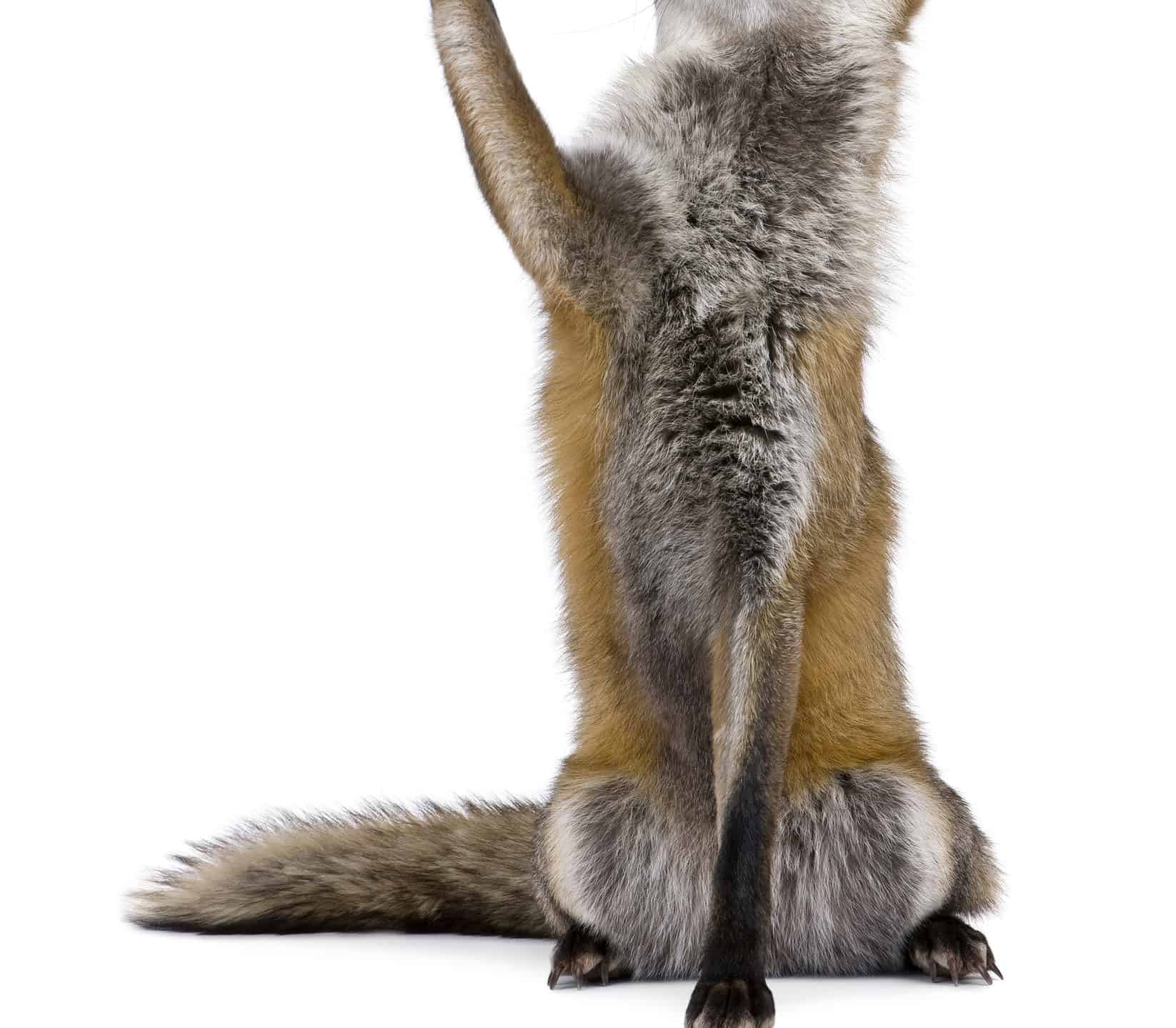 A Fox in the Henhouse Meaning & Origin Revealed AZ Animals