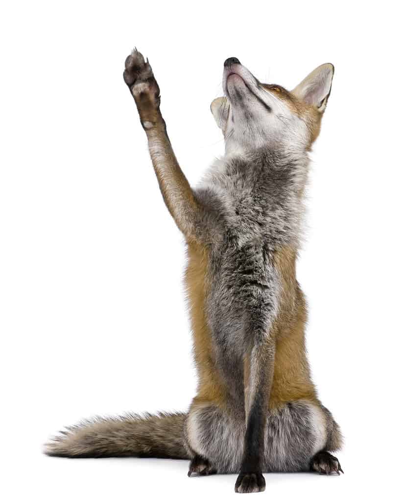 A one-year-old red fox raises its paw on a white background