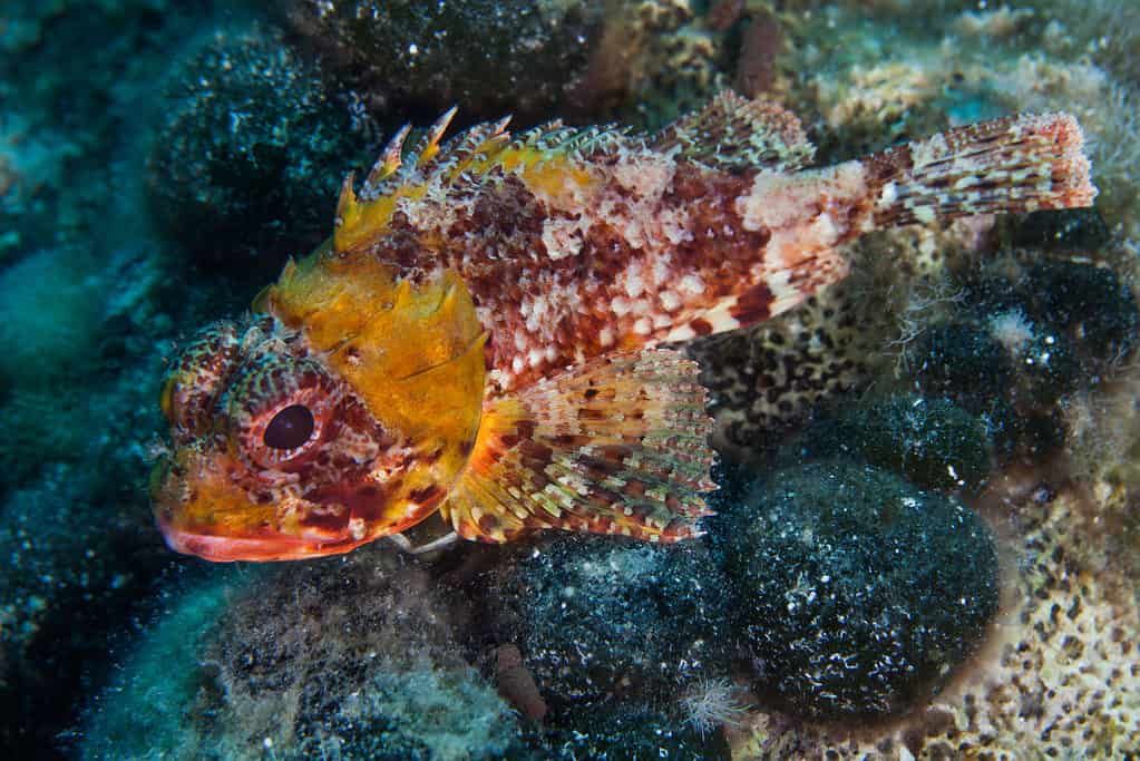 Scorpaena notata, porcus Scorpionfish