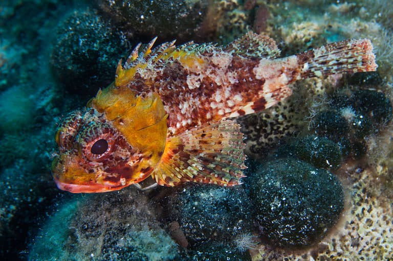 Scorpaena notata, porcus Scorpionfish
