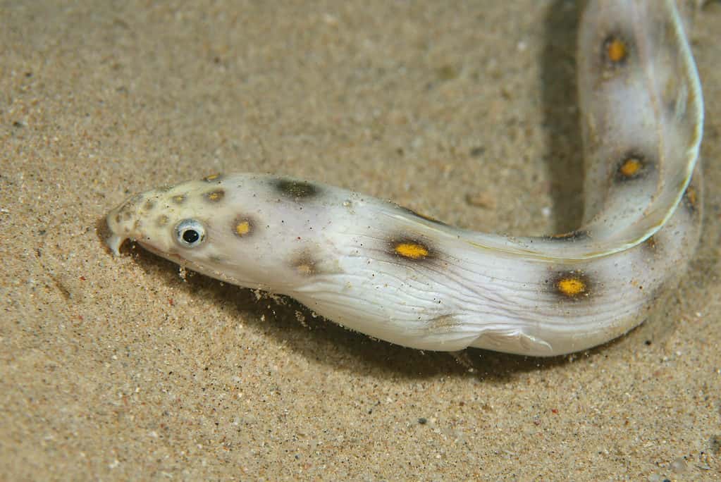 Goldspotted Eel