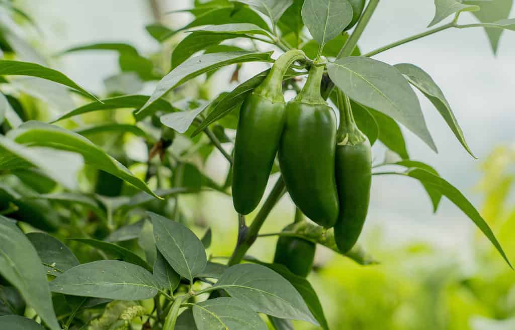 Jalapeño peppers growing