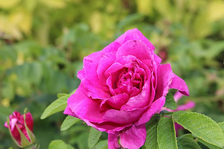 The Hansa rose is cold-hardy to Zone 3.