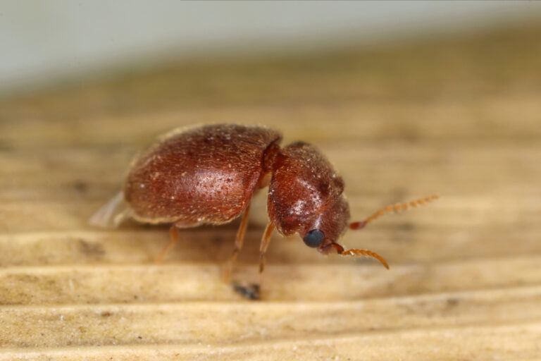 Lasioderma serricorne commonly known as the cigarette beetle, cigar beetle, is visible;e center frame. The beetle appears to be on a piece of khaki colored cardboard. The beetle is facing frame right. Th beetle is reddish brown.