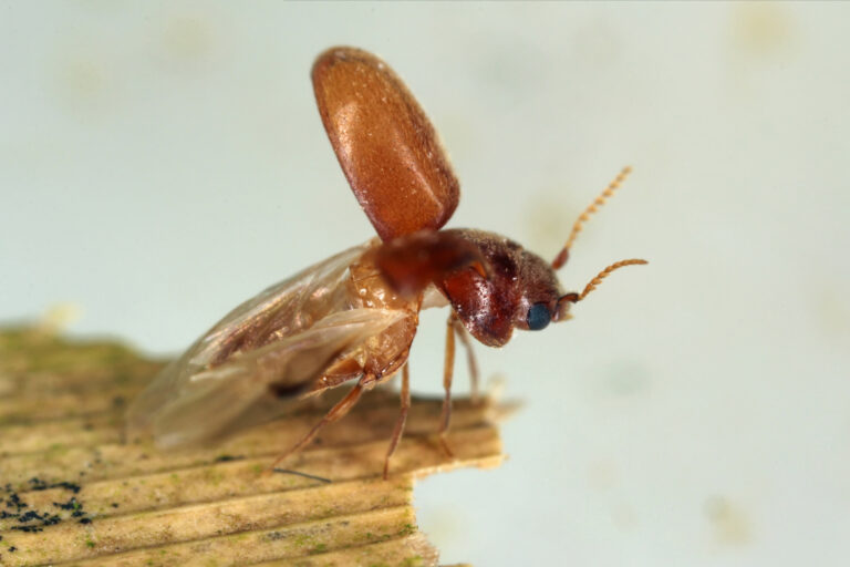 Macro photo of a cigarette beetle. The beetle is a reddish brown color its elytra are pointing toward the top of the frame; its hind wings are not yet splayed. It appears to be taking off. Its head is facing frame right.