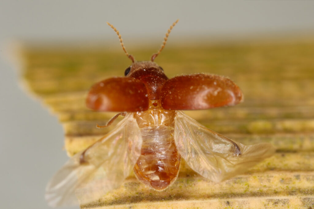 Macro of Lasioderma serricorne, the cigarette beetle. Its back is facing the camera and it has its hindwo=ings extended. Its elite (forewing covers) are splayed and visible. The beetle is reddish. Its hindwing are transparent.