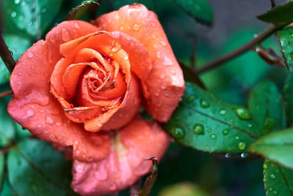 Beautiful rose flower with water dew drops in garden,