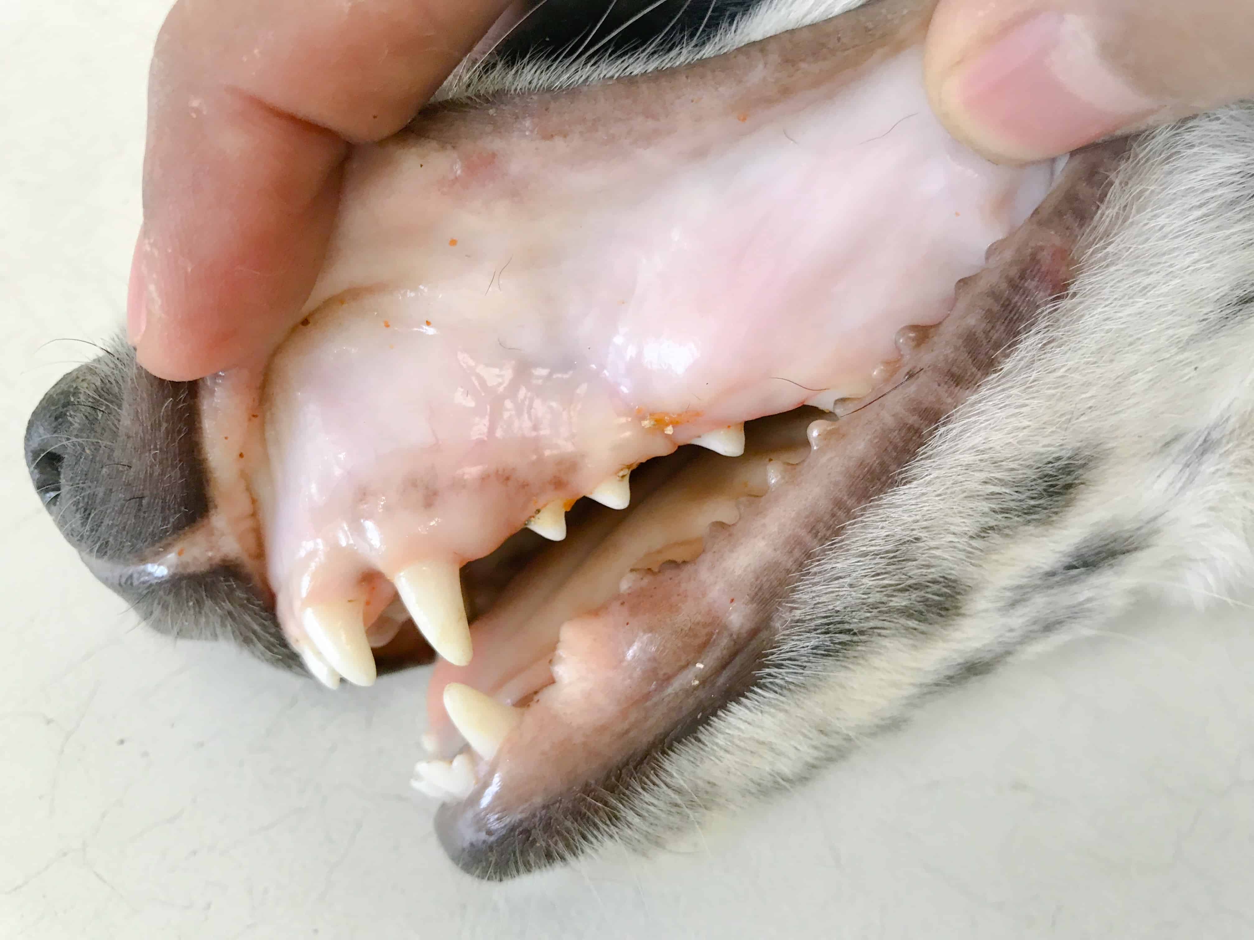 Dog with pale, white gums