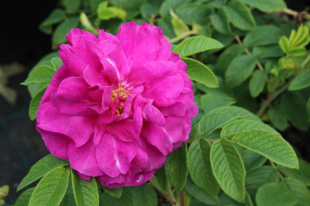 Blooming cultivar hybrid rugosa rose (Rosa rugosa 'Hansa') in the summer garden