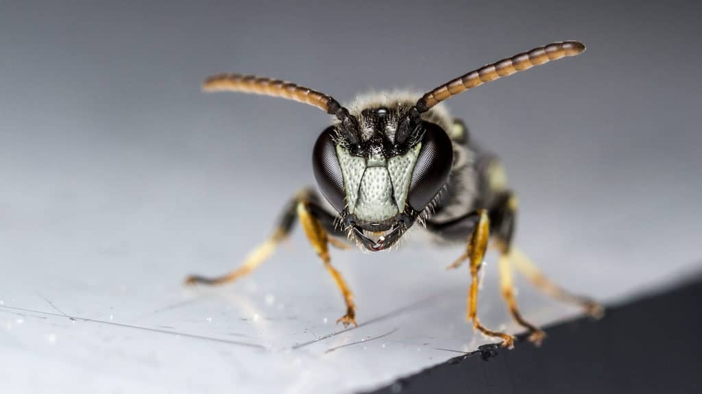 Macro of a yellow-faced bee. The bee is facing the camera and has three distinct areas of cream color on its face. the edges of its head are black. The rest of the body is out of focus but seems to be black with yellow accents.
