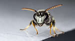 Yellow-faced bees