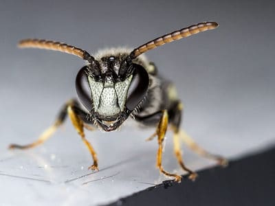 A Yellow-faced Bee