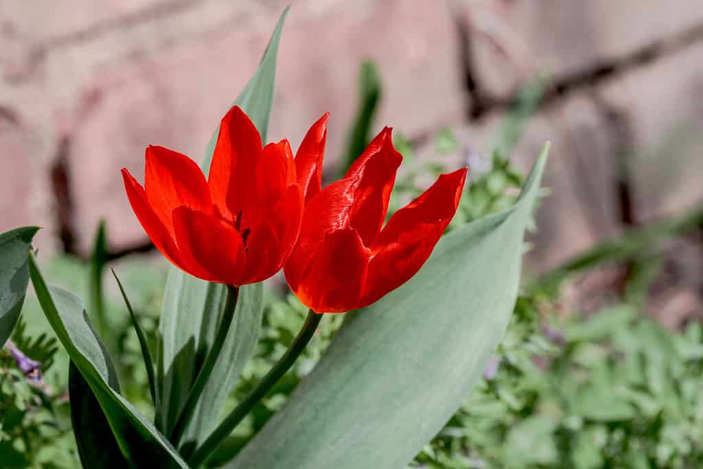 Unicum Tulip (Tulipa praestans) in garden, Moscow region, Russia