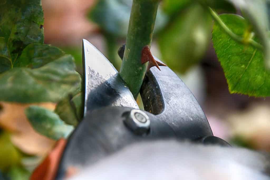 Pruning roses