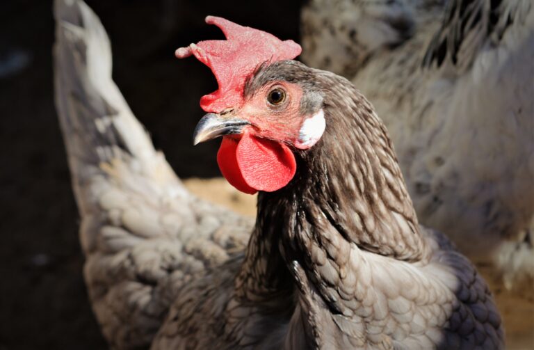 Blue Andalusian chicken, close up.