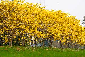 The 8 Best Orange Flowering Trees in Florida Picture