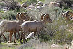 Desert bighorn sheep - Ovis canadensis nelsoni.