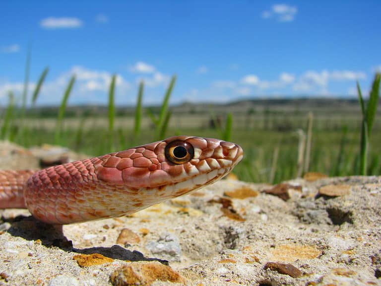 Coachwhip snake