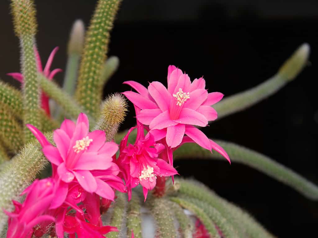 Blooming rat tail cactus with pink flowers