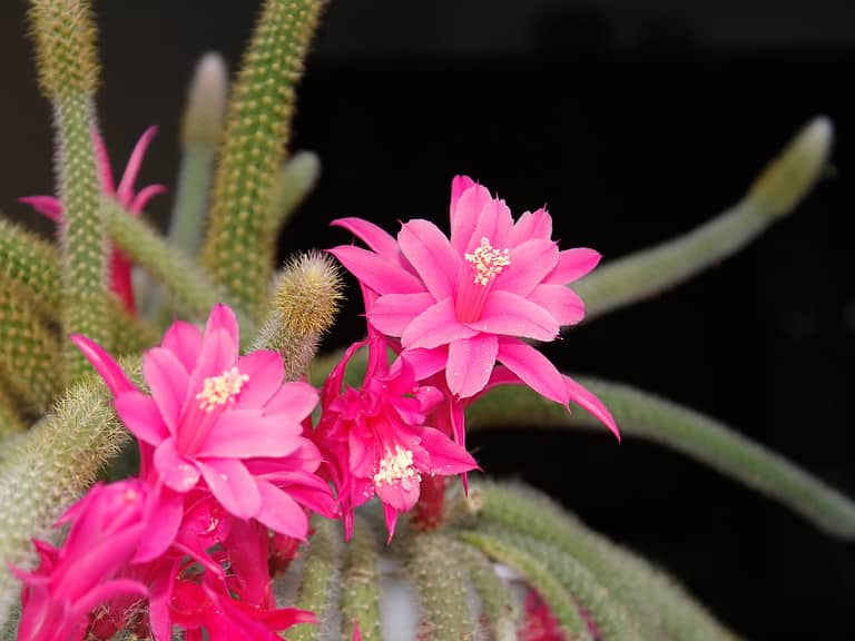 Dog Tail Cactus vs Rat Tail Cactus: What's the Real Difference?