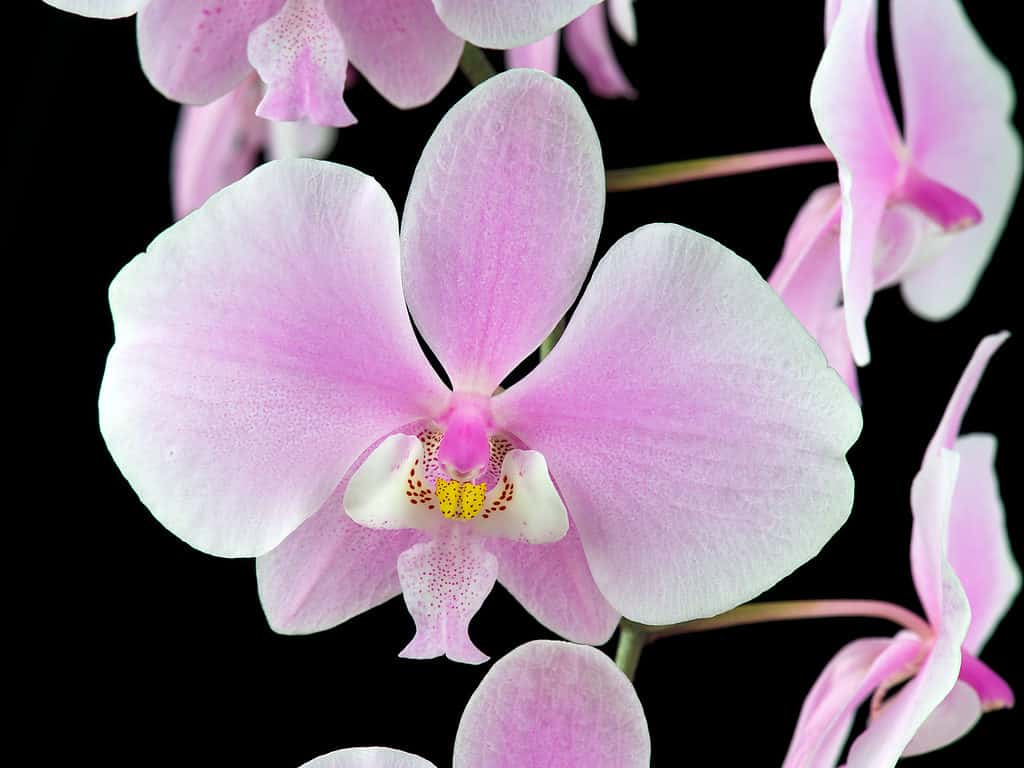Schiller's moth orchid, Phalaenopsis schilleriana
