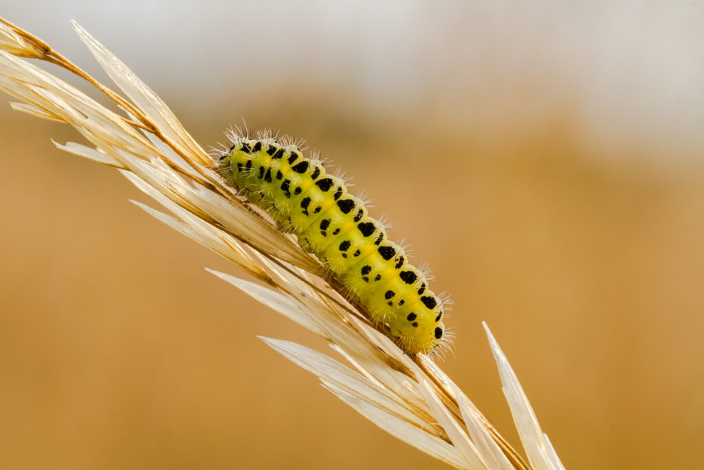 Six spot burnet caterpillar on a sheaf of wheat