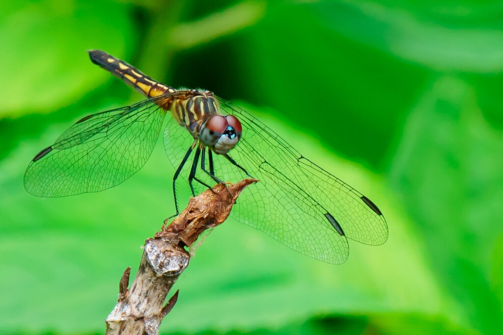 Spot wing glider (Pantala hymenaea) dragonfly