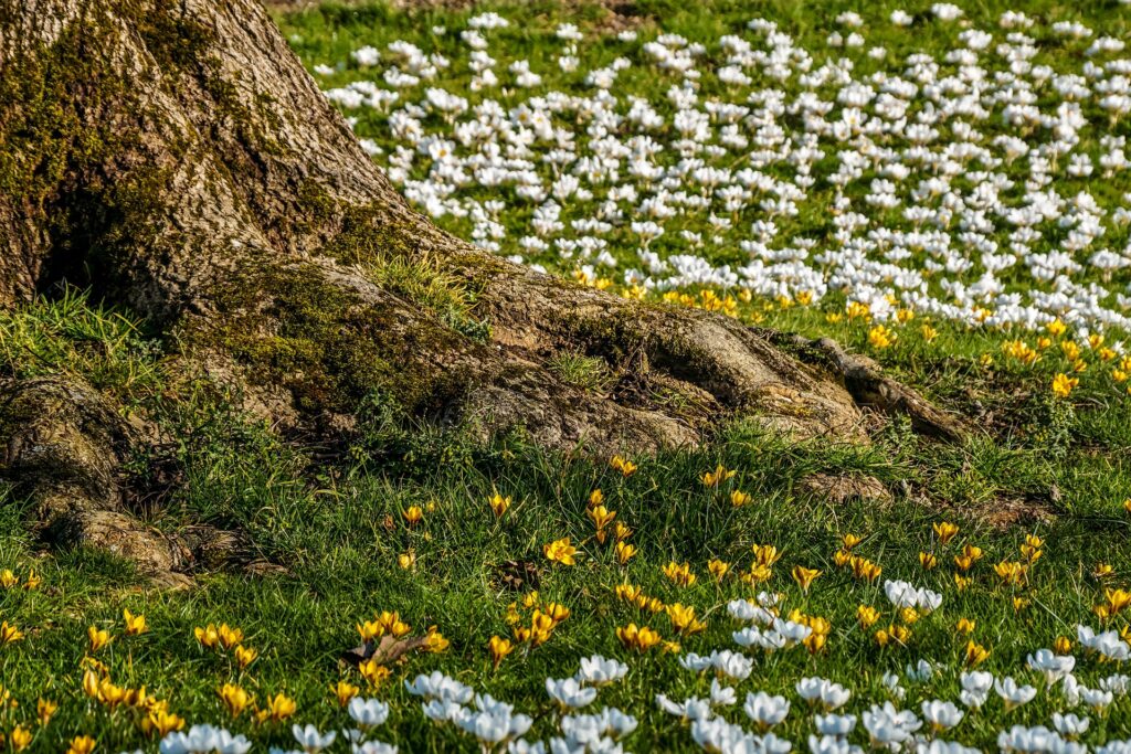 field of crocuses blooming around tree stump