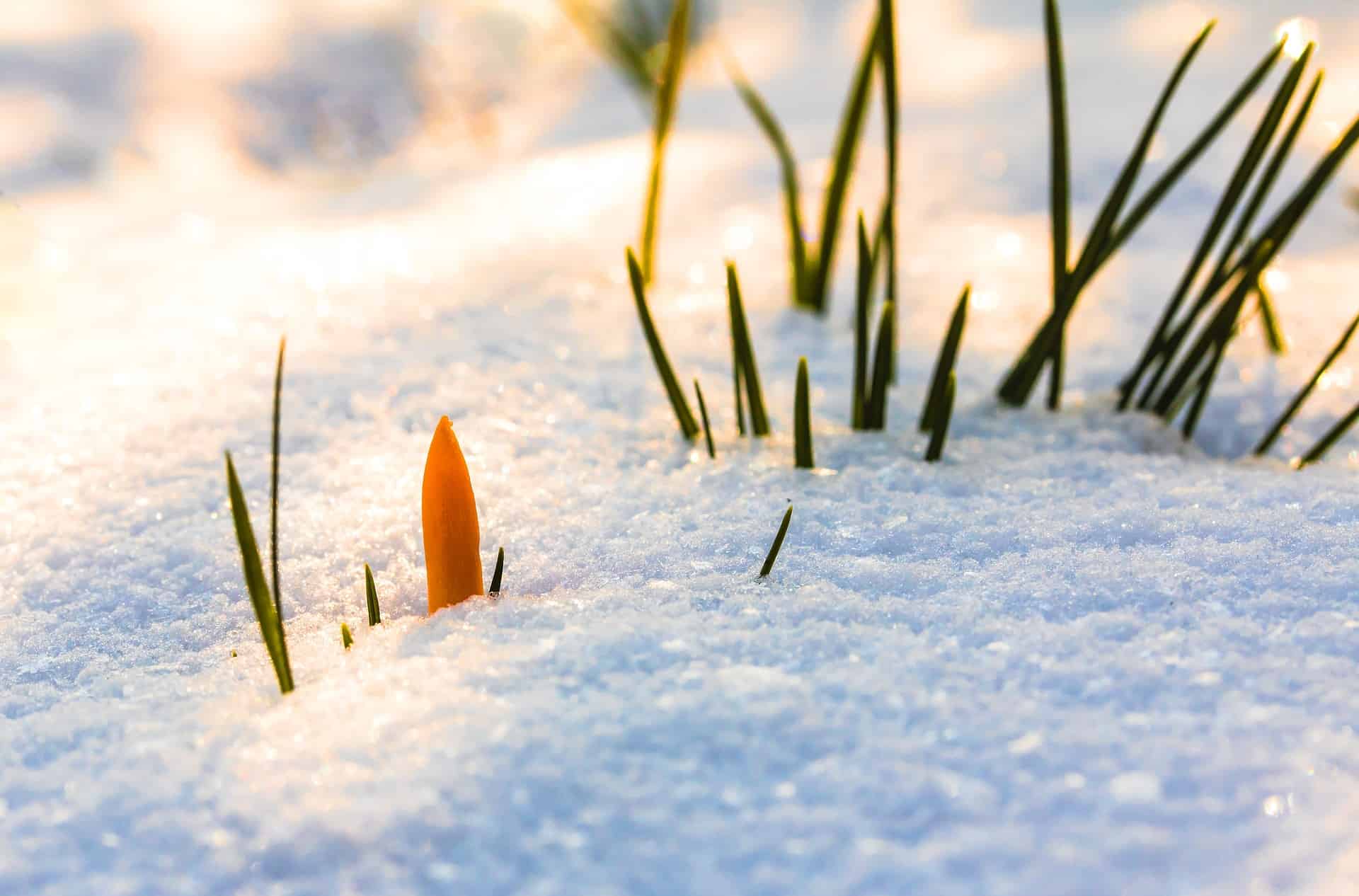 Tip of yellow crocus popping up through the snow