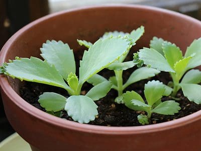 A Mother of Thousands Plant Care Guide