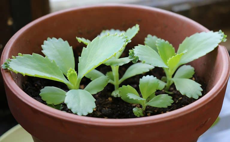 young mother of thousands plant in pot