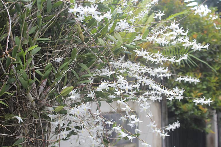 Thunderstorm orchid in the wild, hanging down