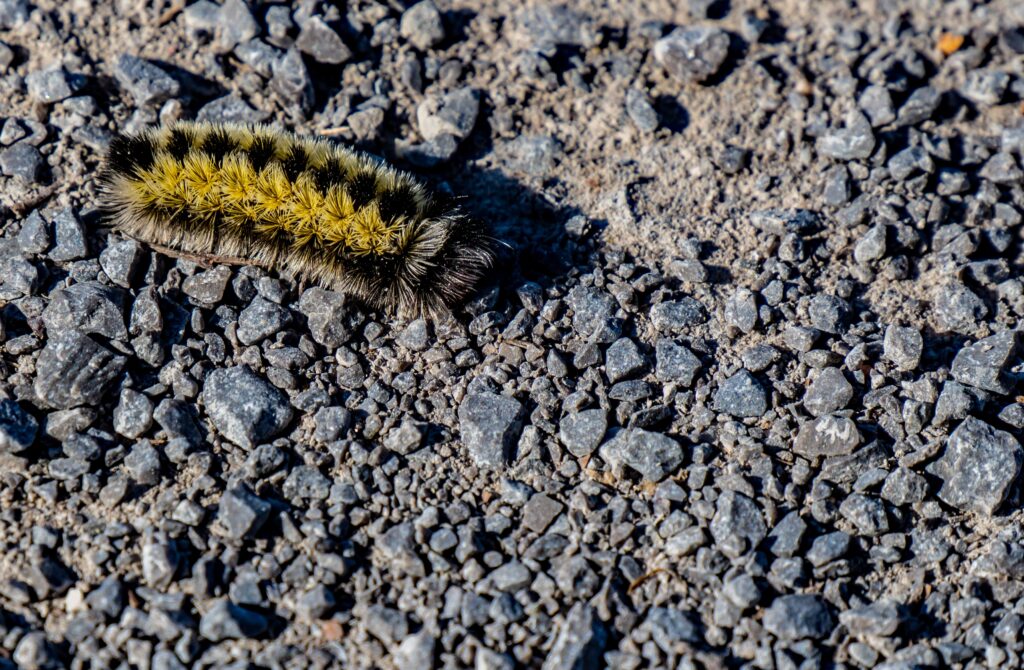 Virginia Ctenucha caterpillar on gravel