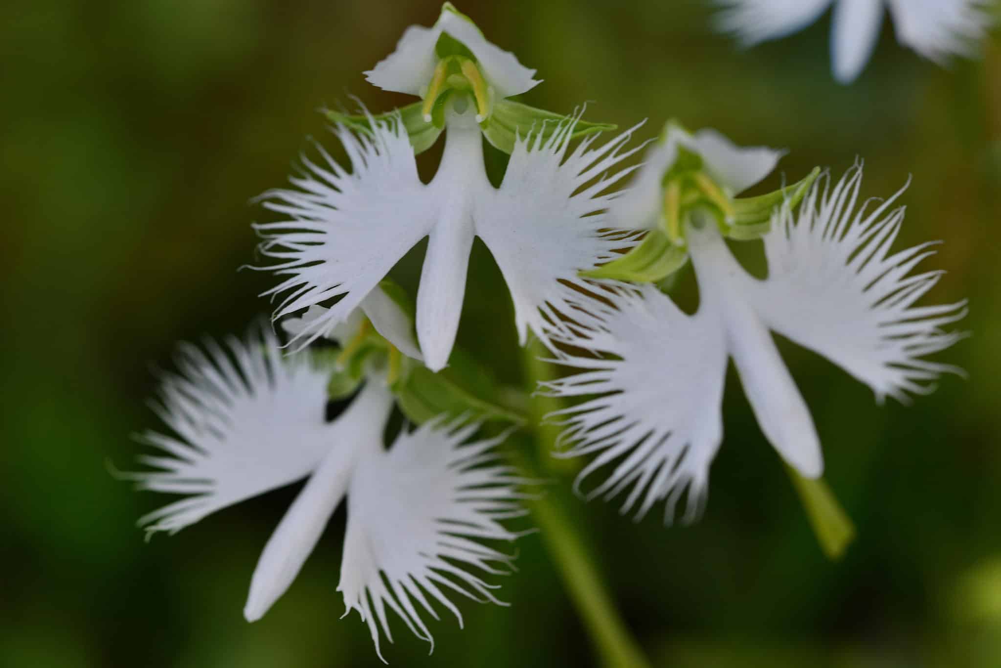 3 Types Of White Orchids - A-Z Animals