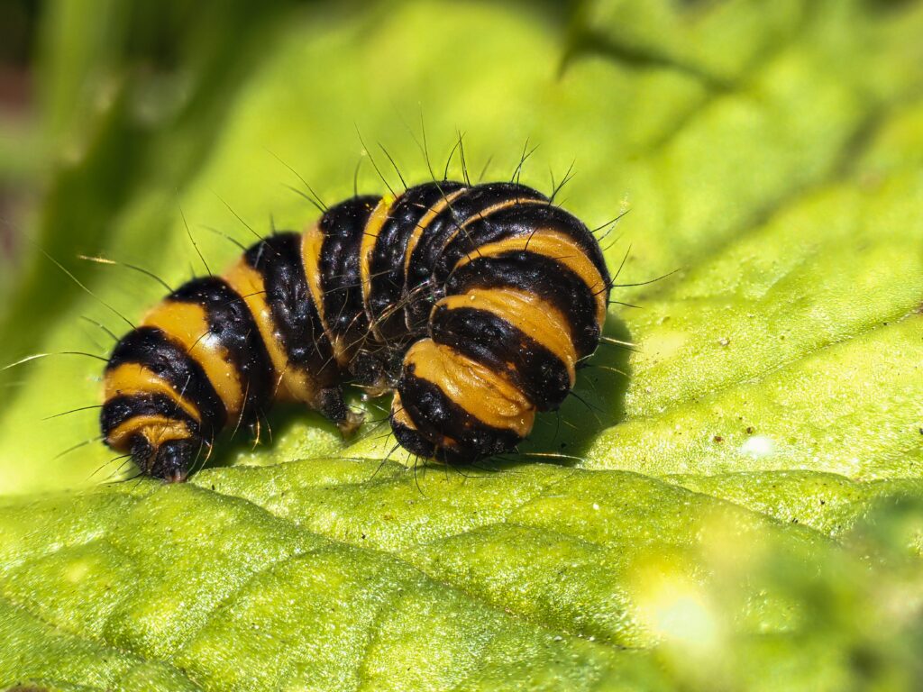 Black yellow cinnabar caterpillar on leaf with water droplets