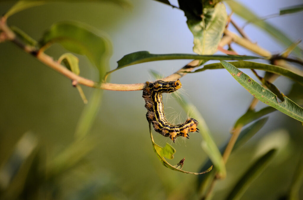 Yellownecked caterpillar hanging from branch