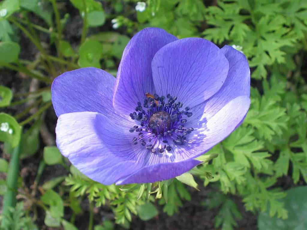 Anemone coronaria De Caen