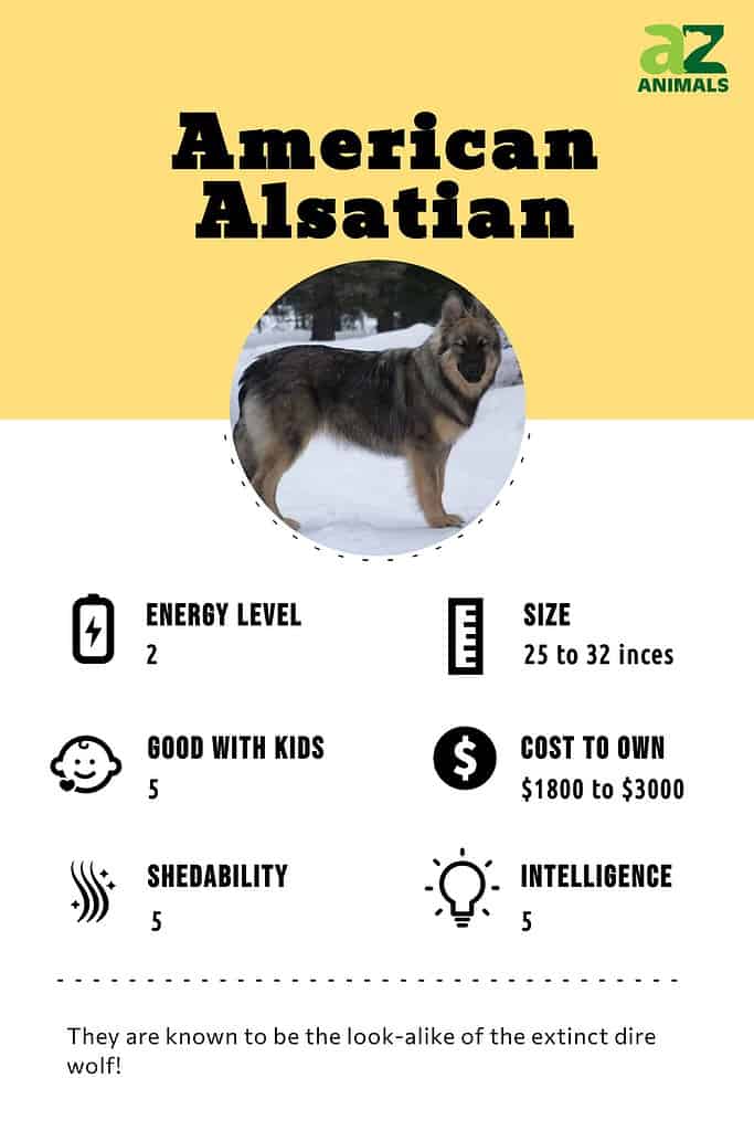 American alsatian 2024 dog breed