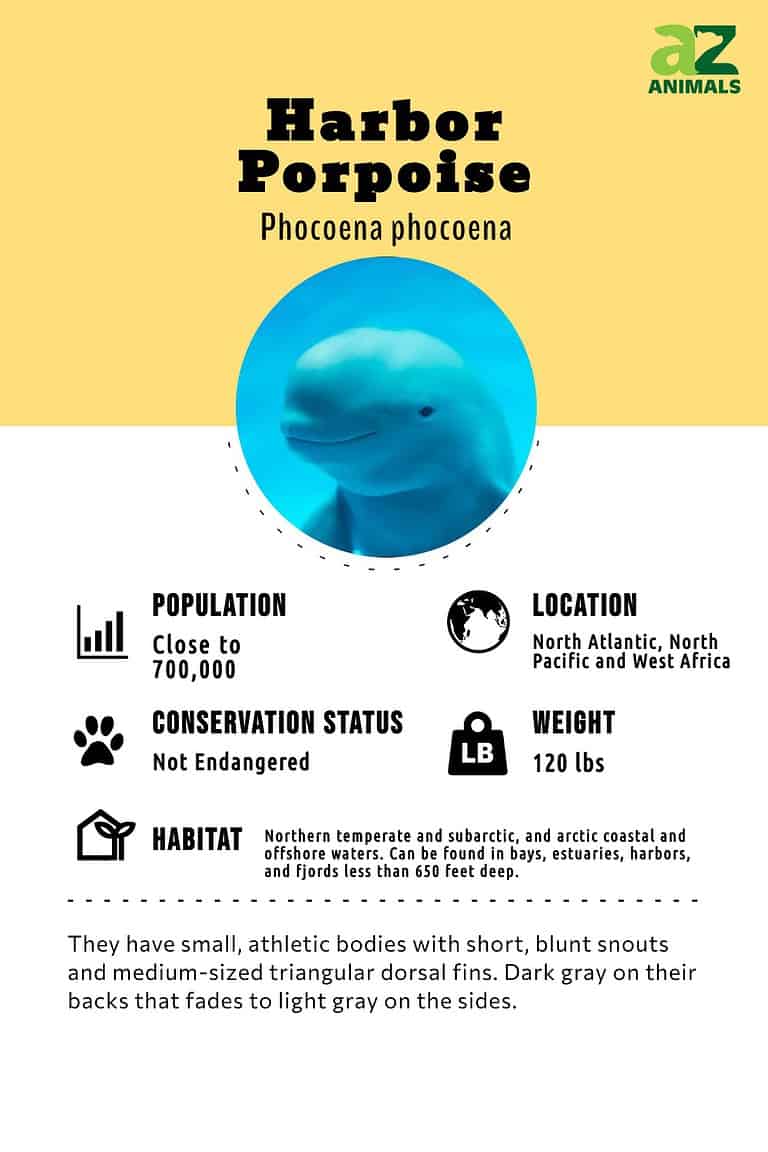 Harbor Porpoise - A-Z Animals