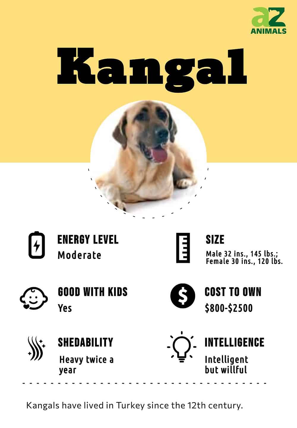 Kangal dog hot sale lifespan