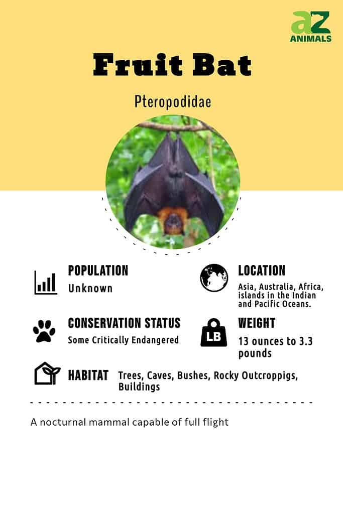 Fruit Bat - Animal Facts for Kids - Characteristics & Pictures