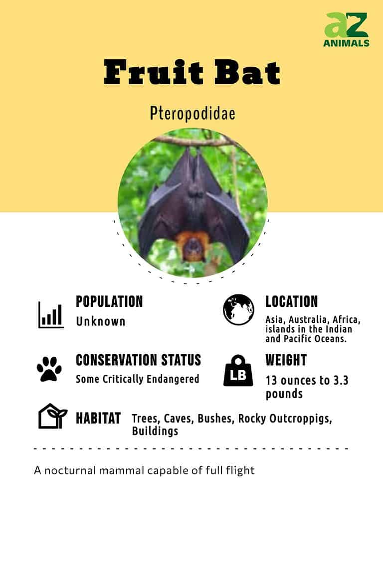 Fruit Bat AZ Animals