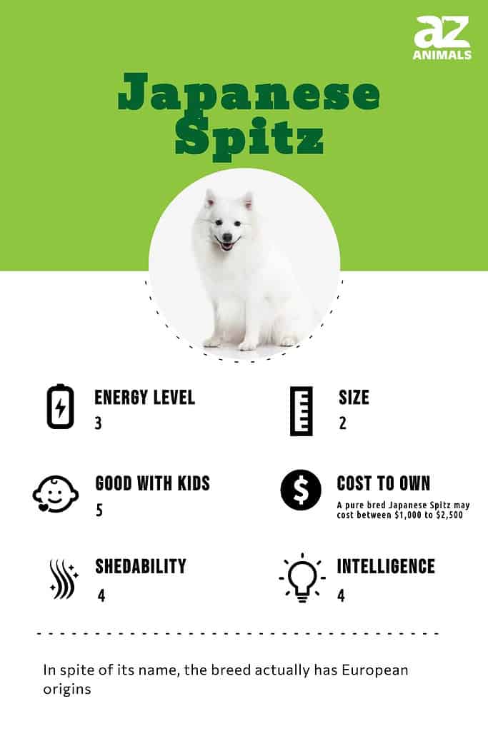 Japanese Spitz Dog Breed Complete Guide A Z Animals