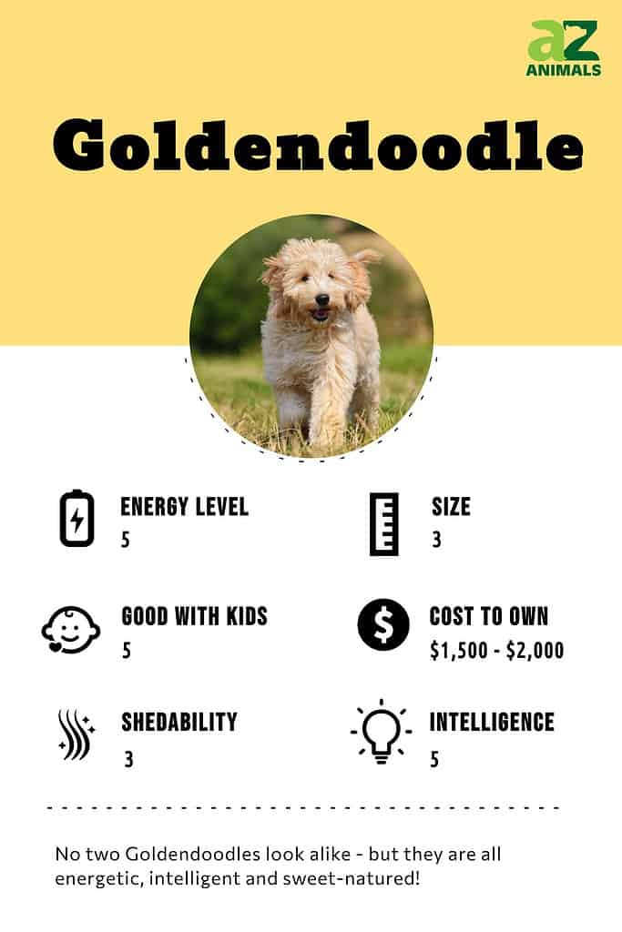 Goldendoodle Dog Breed Complete Guide - A-Z Animals