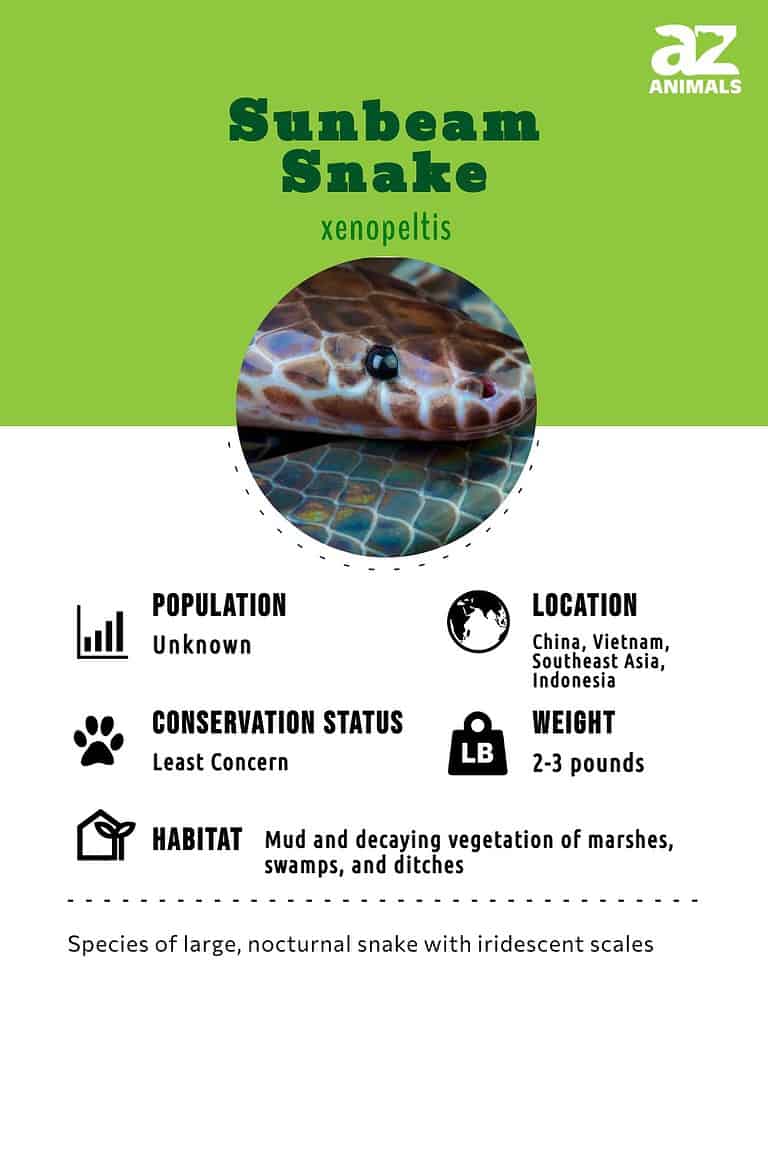 Sunbeam Python Sunbeam Snake Animal Facts - Xenopeltis unicolor - A-Z Animals
