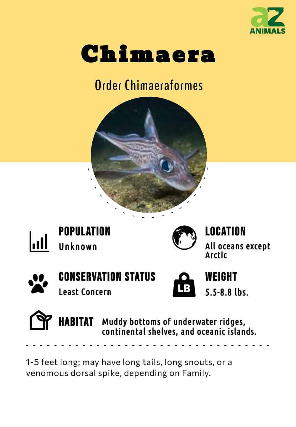 chimera chondrichthyes